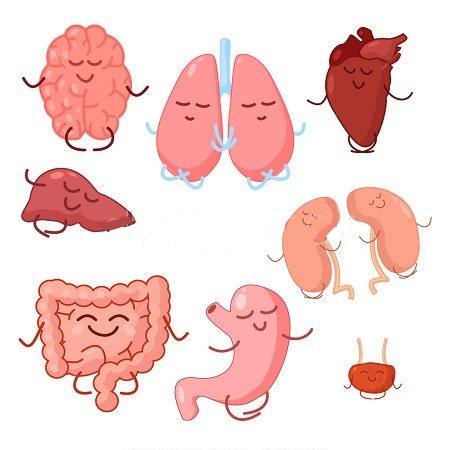 INTERNAL ORGANS 2